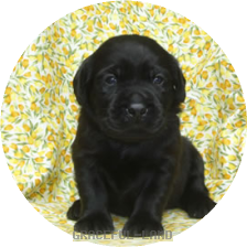 ホワイト(IZARA 男の子)